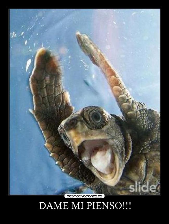 DAME MI PIENSO!!! - 