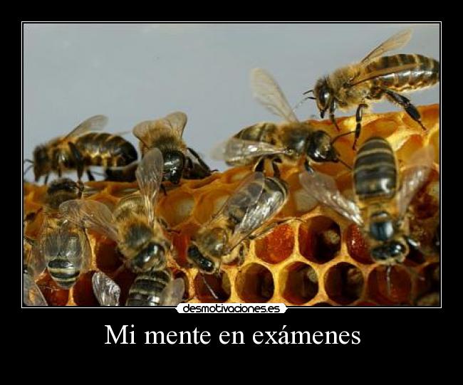 Mi mente en exámenes - 