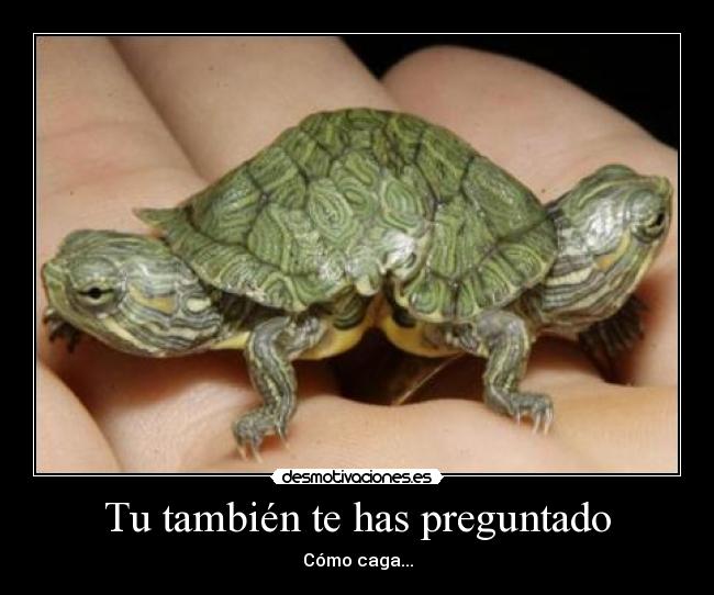 carteles tortuga bicefala como caga desmotivaciones