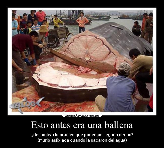 Esto antes era una ballena - ¿desmotiva lo crueles que podemos llegar a ser no?
(murió asfixiada cuando la sacaron del agua)