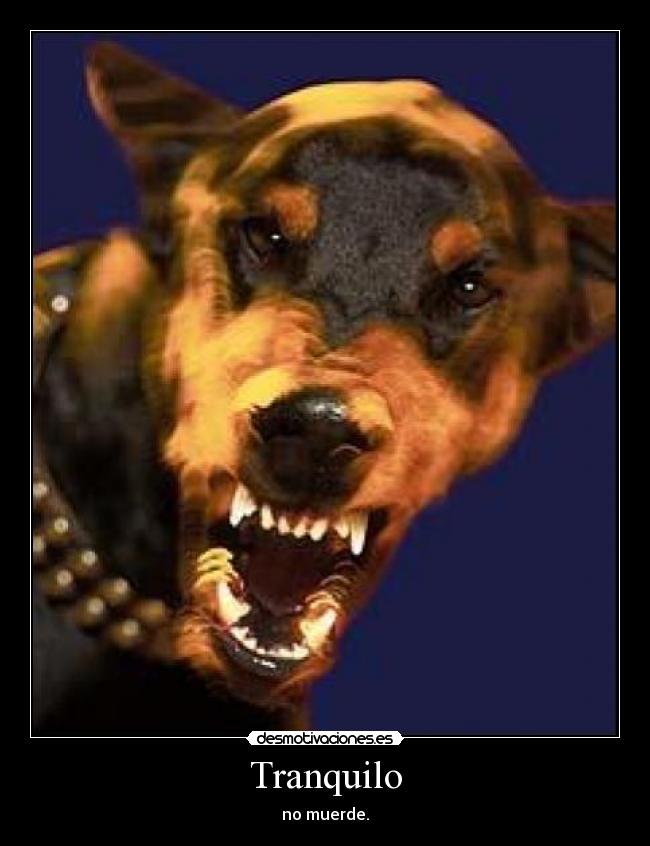 Tranquilo - no muerde.