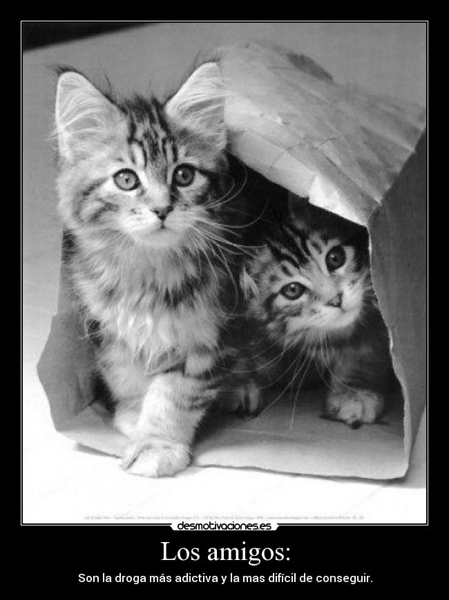 Los amigos: - Son la droga más adictiva y la mas difícil de conseguir.