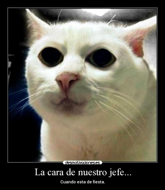 La cara de nuestro jefe... - 