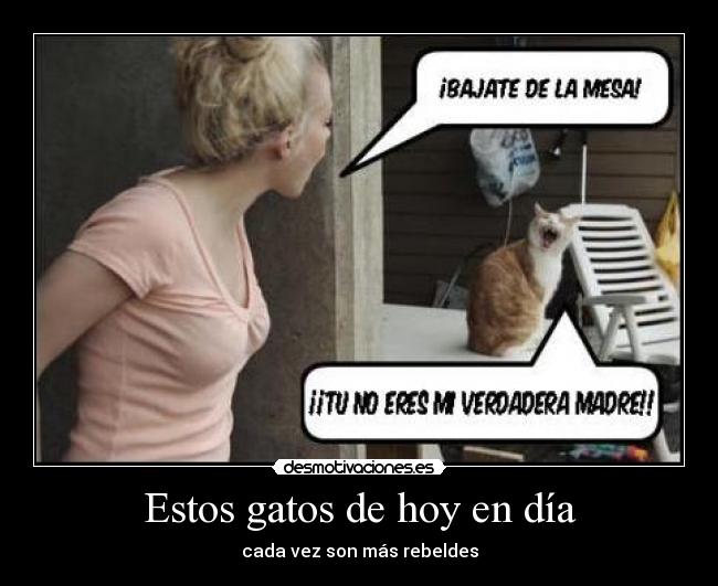 Estos gatos de hoy en día - cada vez son más rebeldes