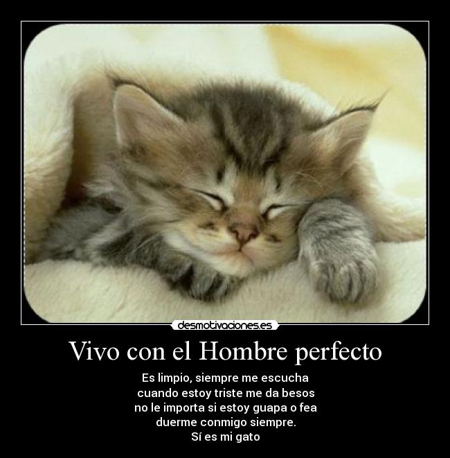 Vivo con el Hombre perfecto - Es limpio, siempre me escucha
cuando estoy triste me da besos
no le importa si estoy guapa o fea
duerme conmigo siempre.
Sí es mi gato