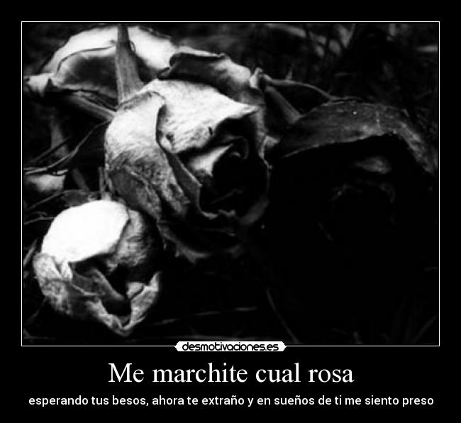 Me marchite cual rosa - esperando tus besos, ahora te extraño y en sueños de ti me siento preso