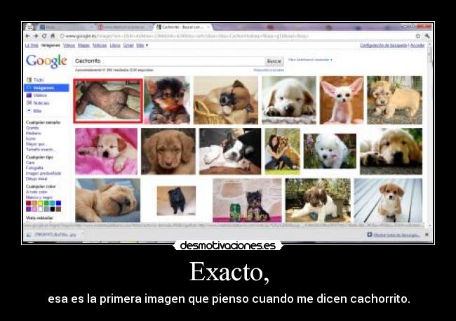 Exacto, - esa es la primera imagen que pienso cuando me dicen cachorrito.
