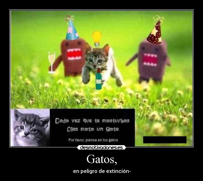 Gatos, - 