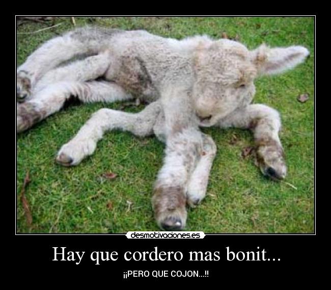 Hay que cordero mas bonit... -