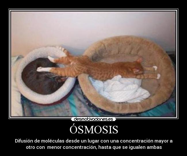 ÓSMOSIS - Difusión de moléculas desde un lugar con una concentración mayor a
otro con menor concentración, hasta que se igualen ambas