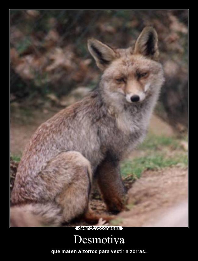 Desmotiva - que maten a zorros para vestir a zorras..