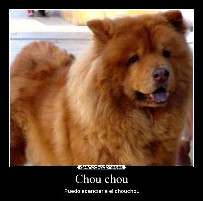 Chou chou Desmotivaciones