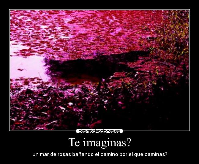Te imaginas? - un mar de rosas bañando el camino por el que caminas?