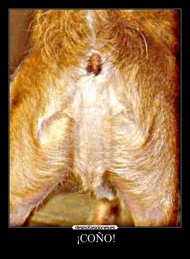 ¡COÑO! -