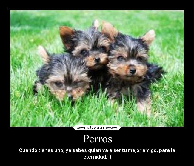 Perros -