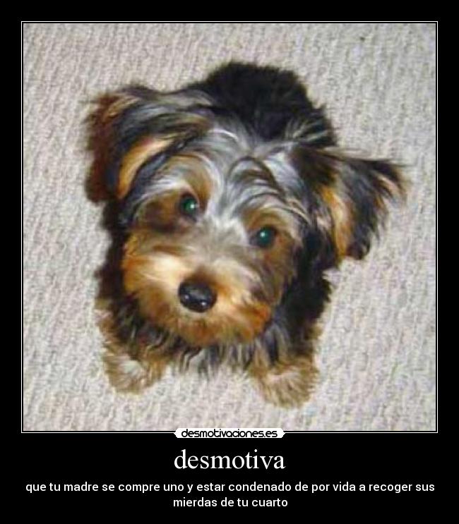 desmotiva - que tu madre se compre uno y estar condenado de por vida a recoger sus
mierdas de tu cuarto