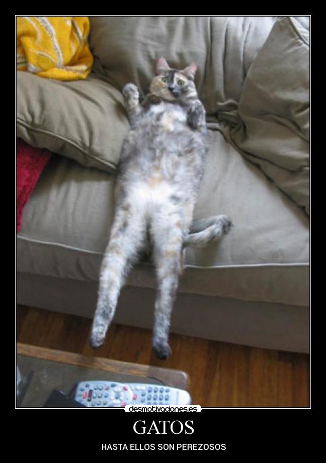 GATOS - HASTA ELLOS SON PEREZOSOS
