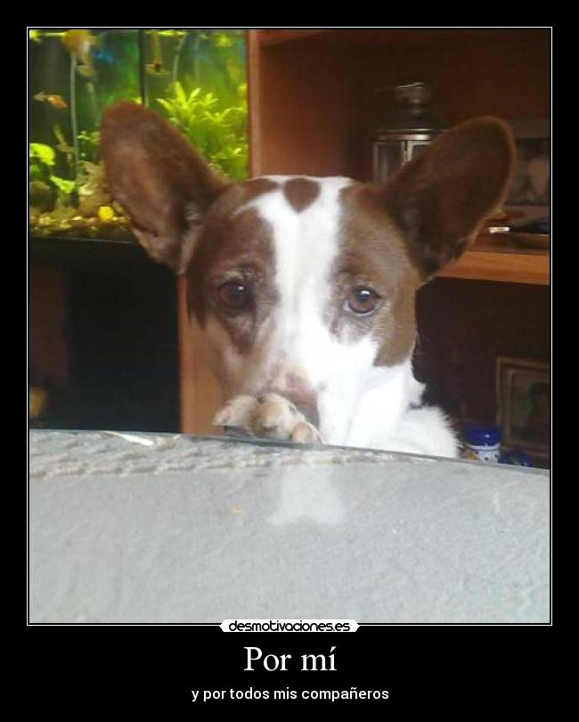 Por mí - 