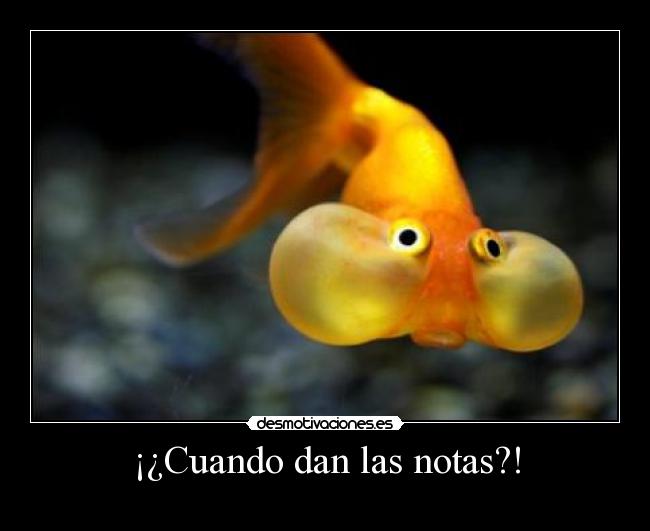 ¡¿Cuando dan las notas?! - 