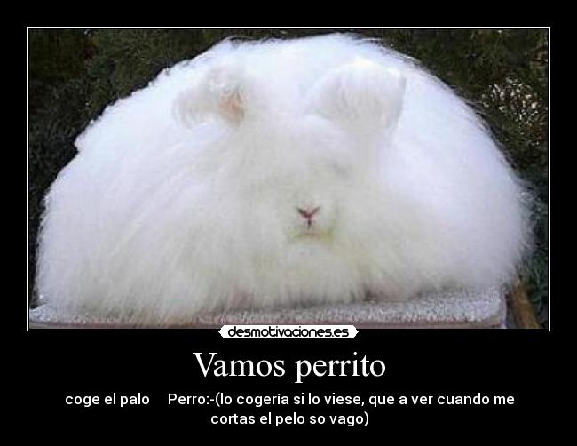 Vamos perrito - coge el palo Perro:-(lo cogería si lo viese, que a ver cuando me
cortas el pelo so vago)