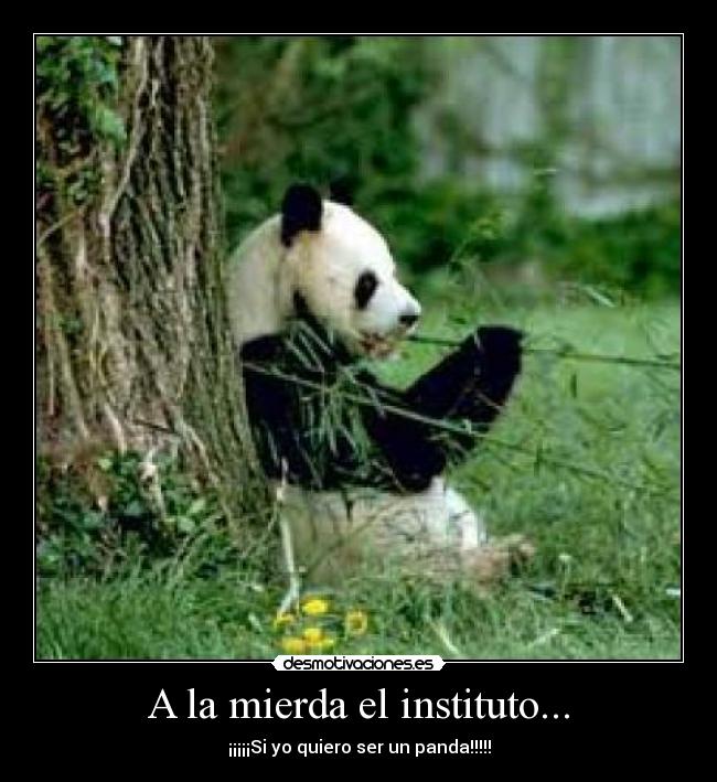 A la mierda el instituto... - ¡¡¡¡¡Si yo quiero ser un panda!!!!!