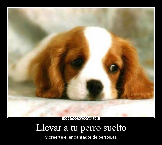 Llevar a tu perro suelto -