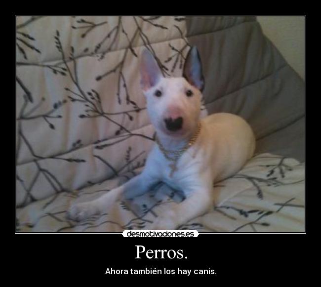 Perros. - 