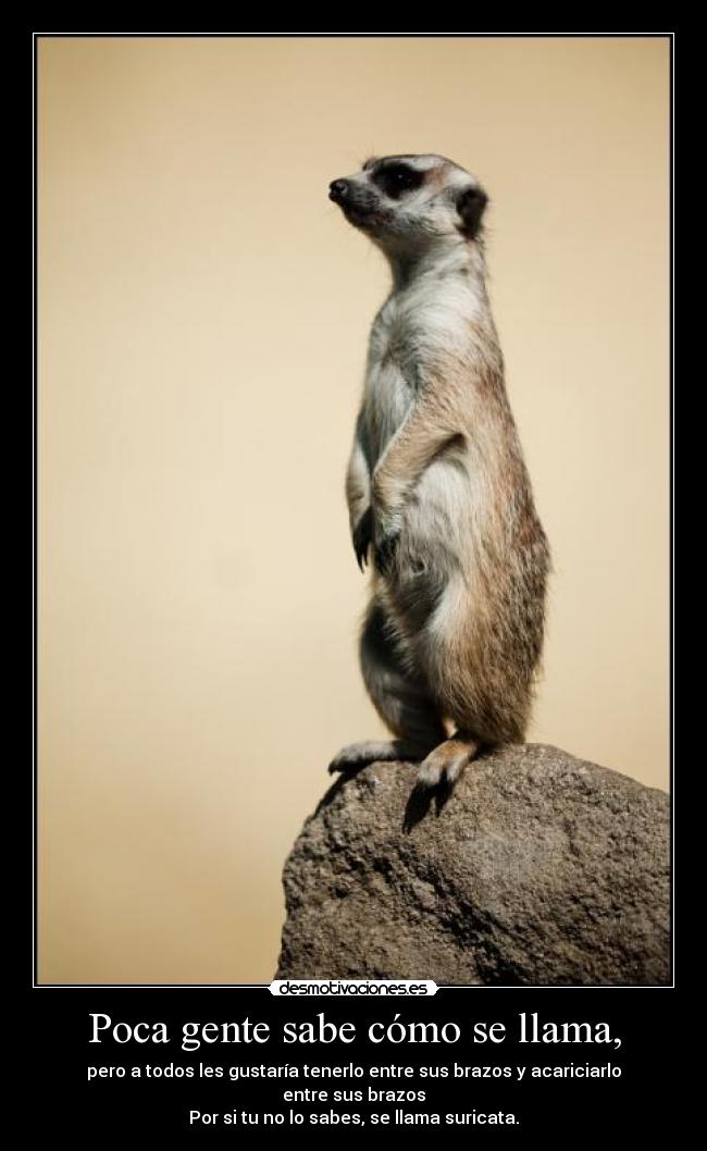 carteles animal desmotivaciones