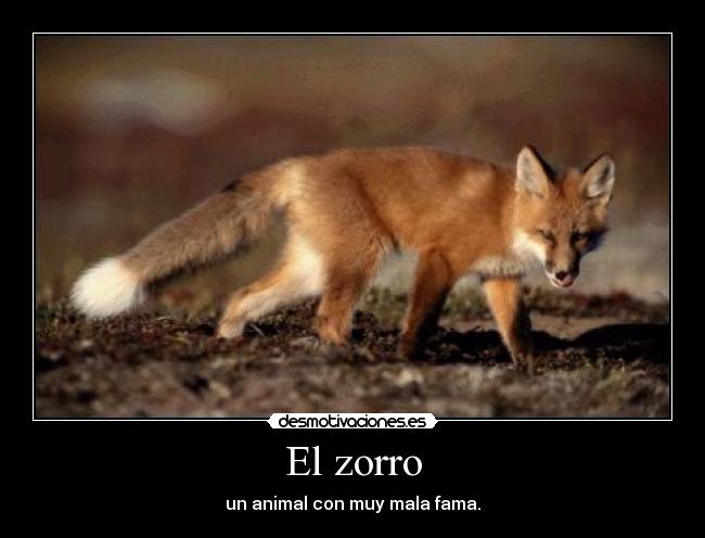 El zorro - un animal con muy mala fama.