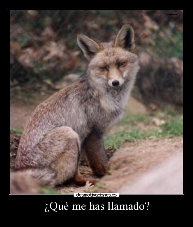 ¿Qué me has llamado? -