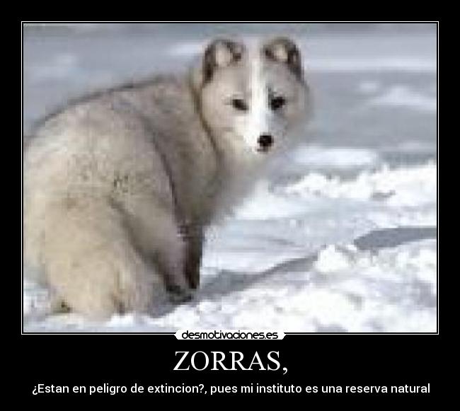 ZORRAS, -