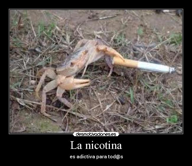 La nicotina -