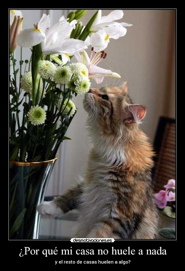 ¿Por qué mi casa no huele a nada - y el resto de casas huelen a algo?
