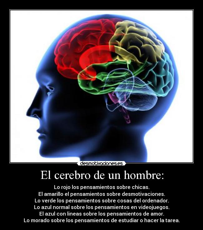 El cerebro de un hombre: - 