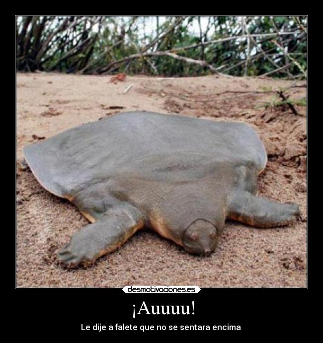 ¡Auuuu! - Le dije a falete que no se sentara encima