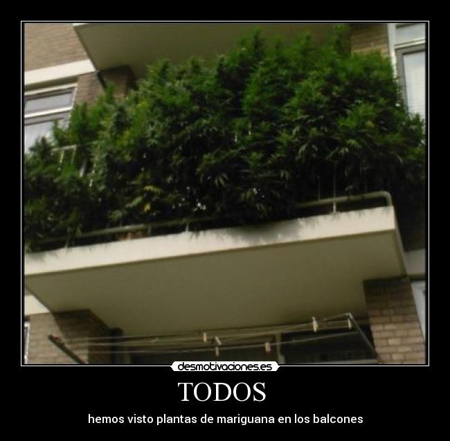TODOS - hemos visto plantas de mariguana en los balcones