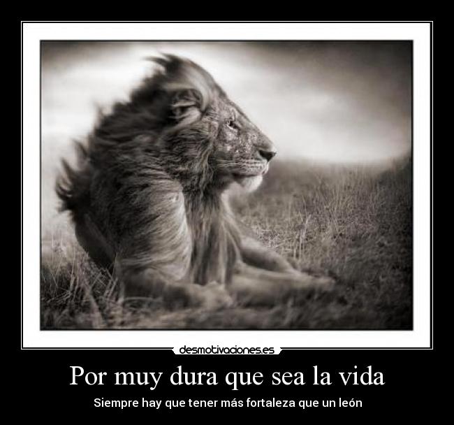 Por muy dura que sea la vida - Siempre hay que tener más fortaleza que un león