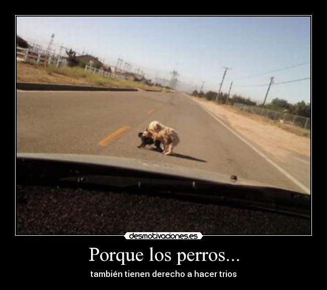 Porque los perros... - también tienen derecho a hacer trios
