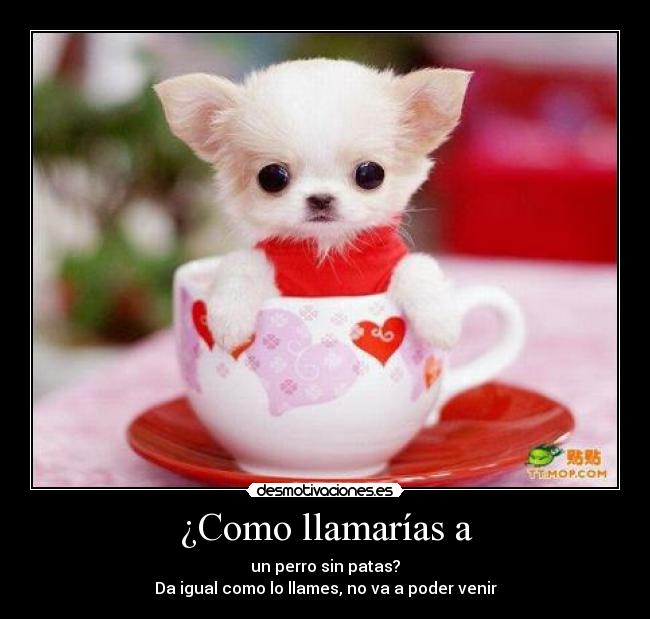 ¿Como llamarías a - un perro sin patas?
Da igual como lo llames, no va a poder venir