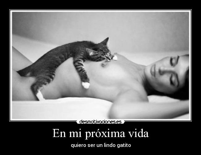 carteles vida gatosexual desmotivaciones