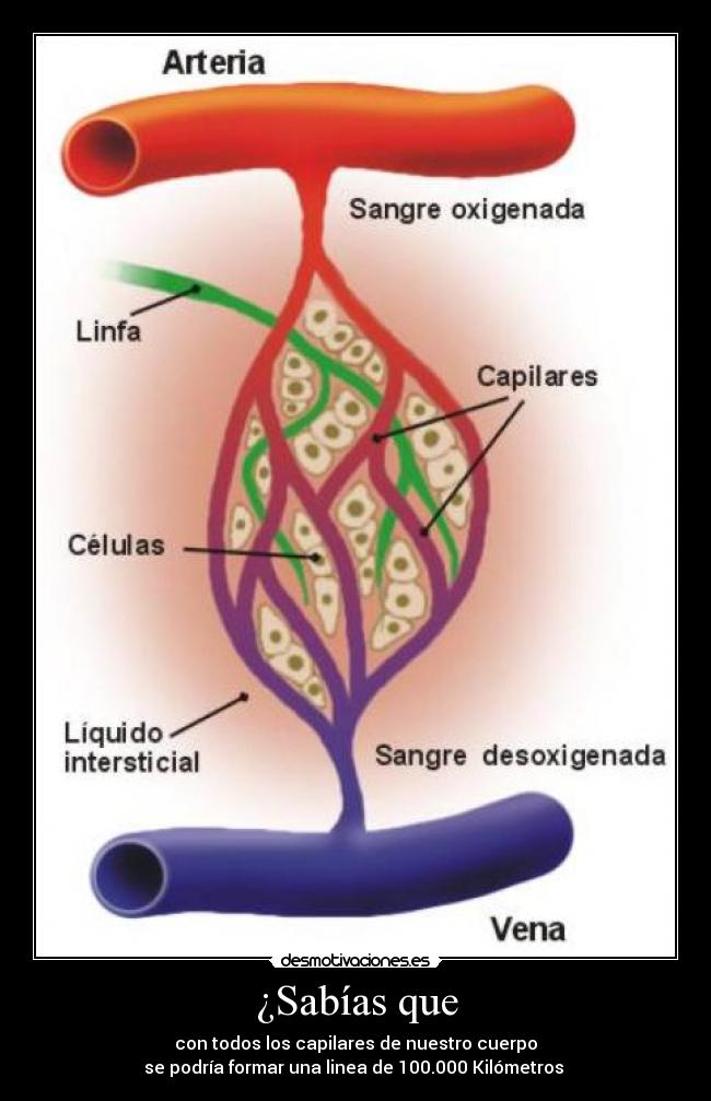 ¿Sabías que - con todos los capilares de nuestro cuerpo
se podría formar una linea de 100.000 Kilómetros 