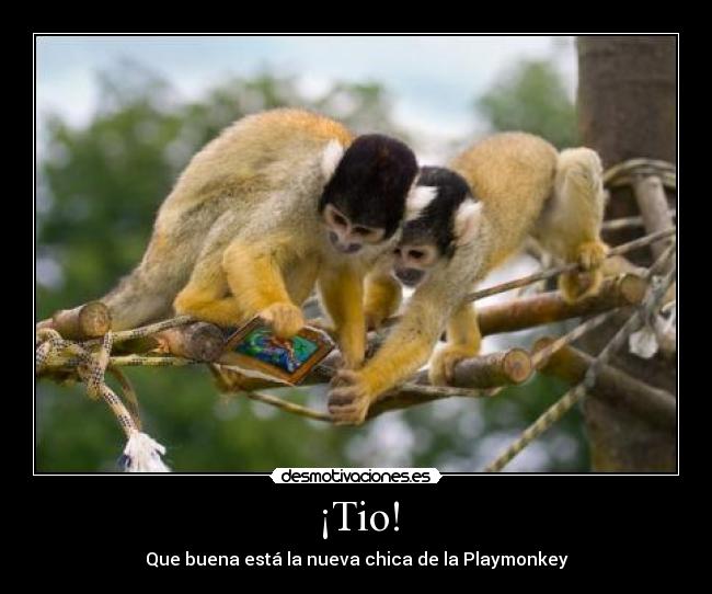 carteles monos playmonkey chica desmotivaciones