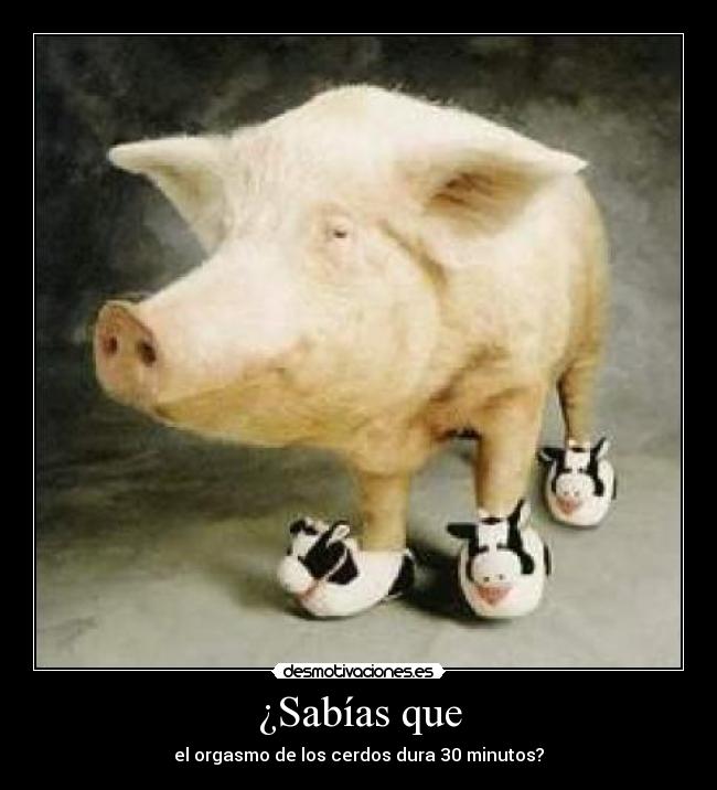 ¿Sabías que - el orgasmo de los cerdos dura 30 minutos?