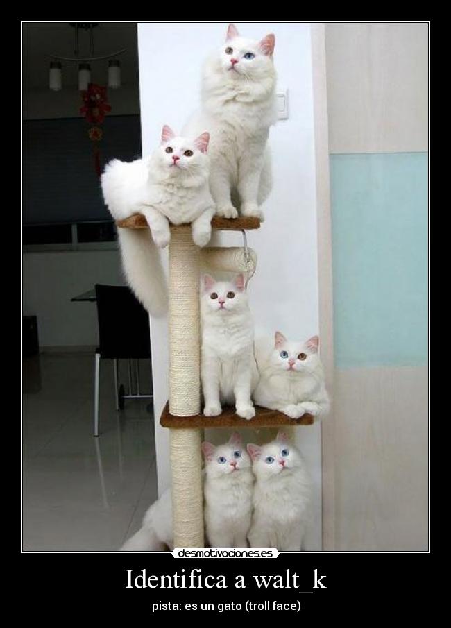 Identifica a walt_k - pista: es un gato (troll face)