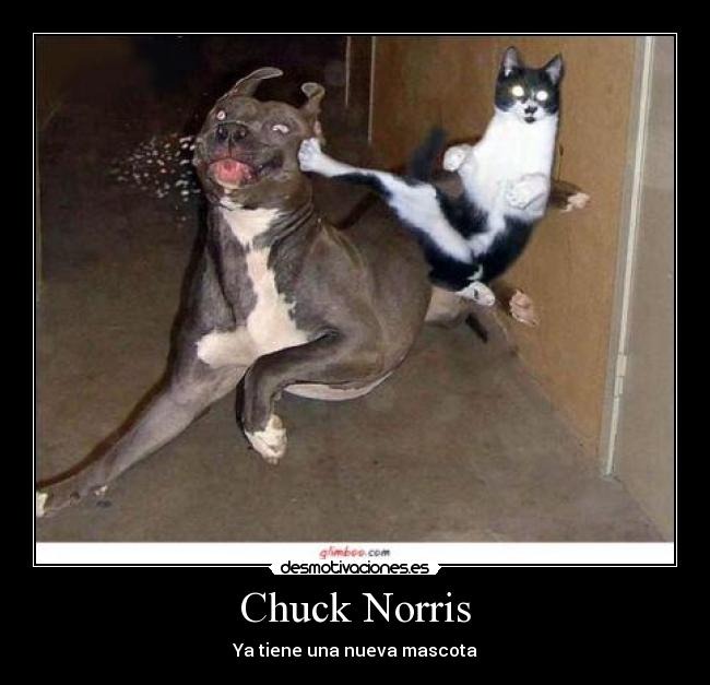 Chuck Norris - Ya tiene una nueva mascota