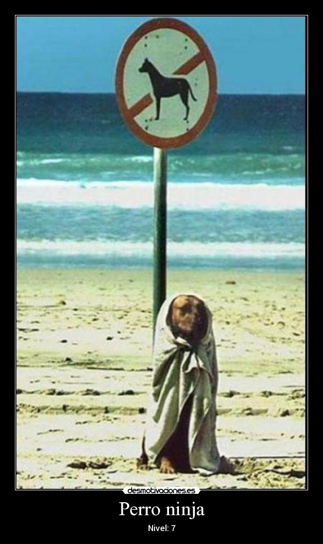 Perro ninja - Nivel: 7