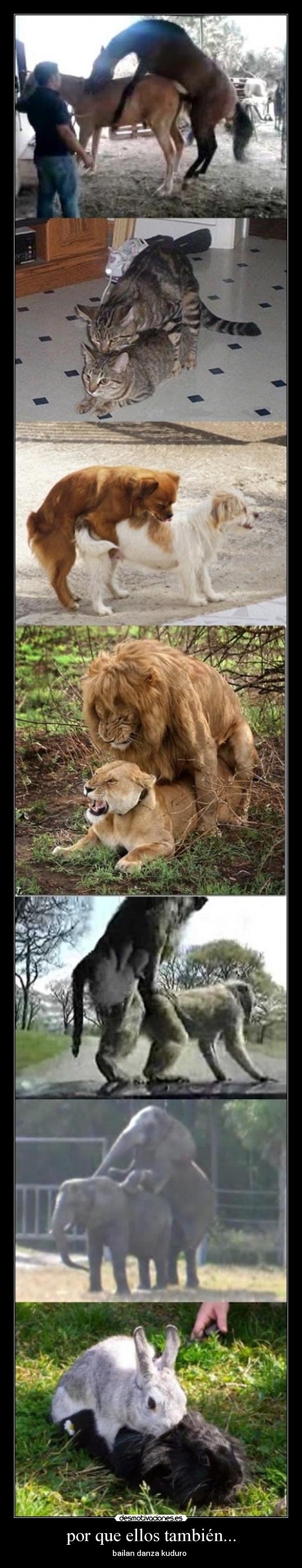 por que ellos también... - bailan danza kuduro ♪♪