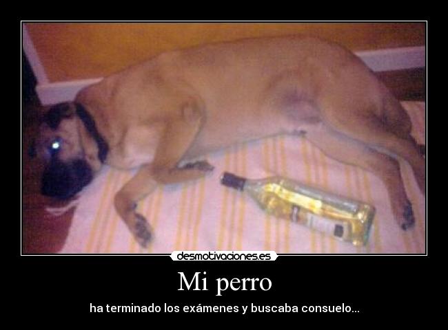 Mi perro -