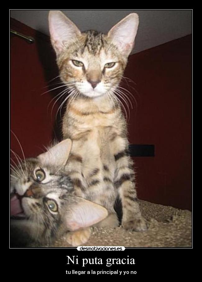 Ni puta gracia - 
