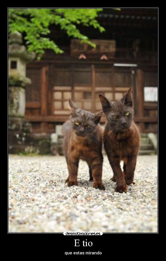 E tio - que estas mirando